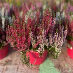 Calluna Bruyere C17