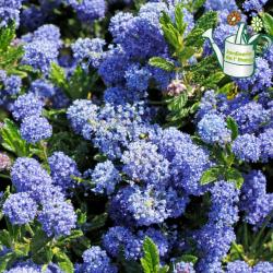 Ceanothe Arbustive 3L