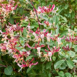 Chevrefeuille chinensis 10L