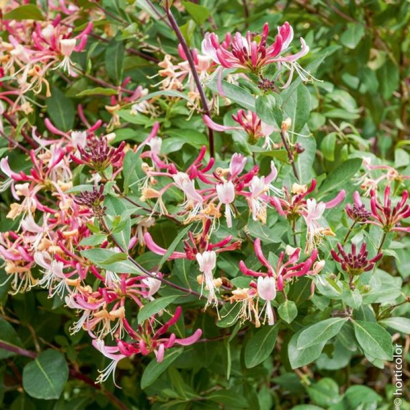 Chevrefeuille chinensis 10L