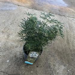Choisya Ternata dit Oranger du Mexique 5L