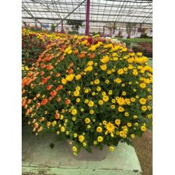 Chrysantheme Pomponette C18