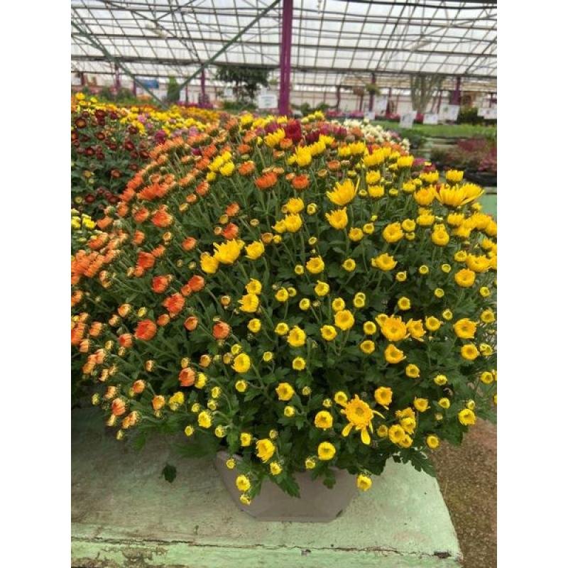 Chrysantheme Pomponette C18