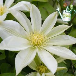 Clematite Armandi 3L