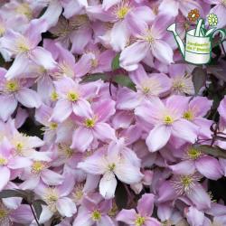 Clematite Montana 3L