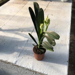 Clivia Miniata C14