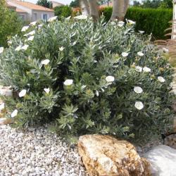 Convolvulus Cneorum 3L