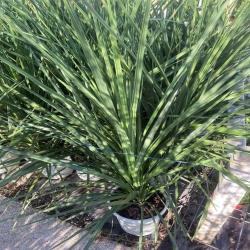 Cordyline Indivisa 5L