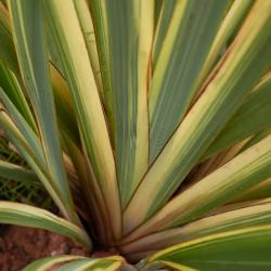 Cordyline Panachée 10L