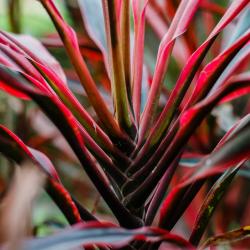 Cordyline Rose 4L