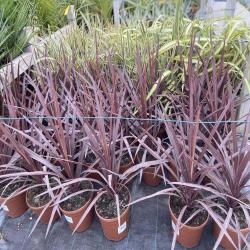 Cordyline Australis Rouge 10L
