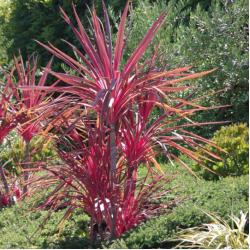 Cordyline Rouge 6L