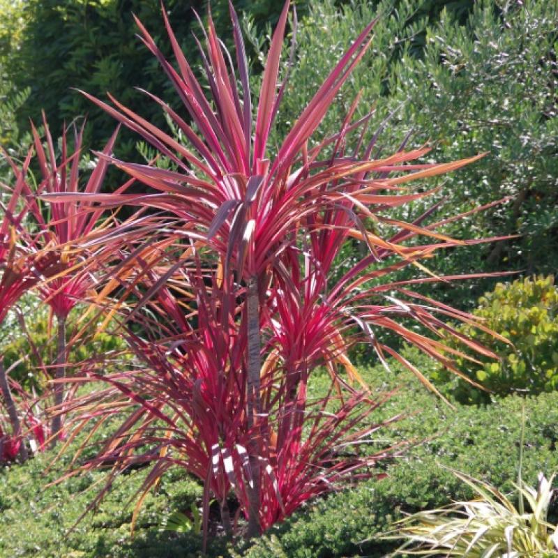 Cordyline Rouge 6L
