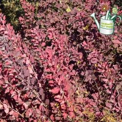 Cotinus Royal Purple 10L