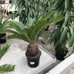 Cyca Revoluta 4L