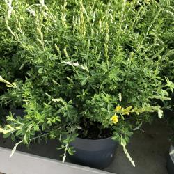 Cytisus ou Genet Hybride 3L