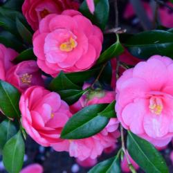 Camellia Japonica 20L