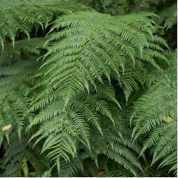 Dicksonia antartica 15L