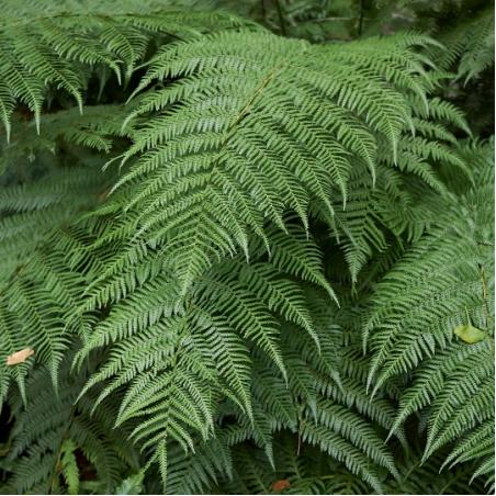 Dicksonia antartica 15L