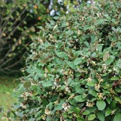 Eleagnus Ebbingei 10L 