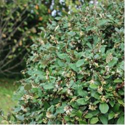 Eleagnus Ebbenggeii 3L