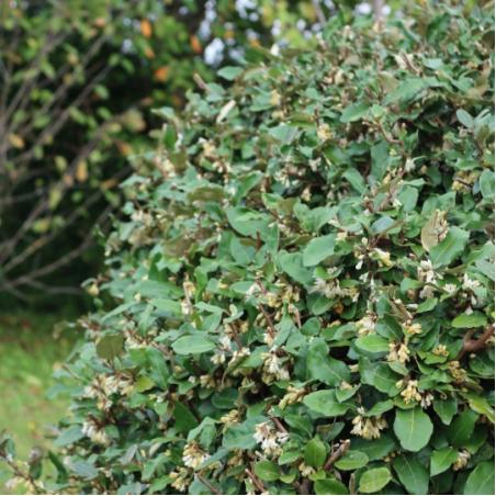 Eleagnus Ebbenggeii 3L