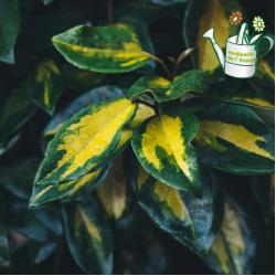 Eleagnus Viveileig 3L