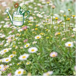 Erigeron 2L