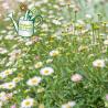 Erigeron 2L