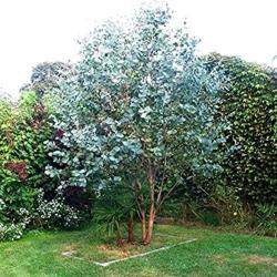 Eucalyptus Gunni 10L