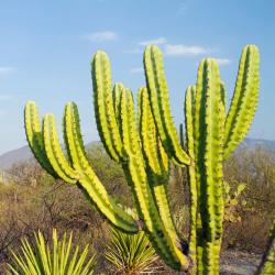 Cactus Euphorbe Eritrea 25L