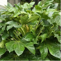 Aralia ou Fatsia Japonica 5L