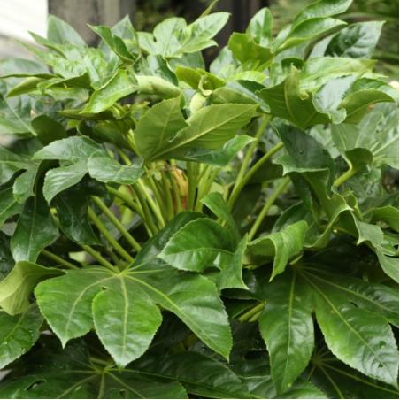 Aralia ou Fatsia Japonica 5L