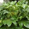 Aralia ou Fatsia Japonica 5L