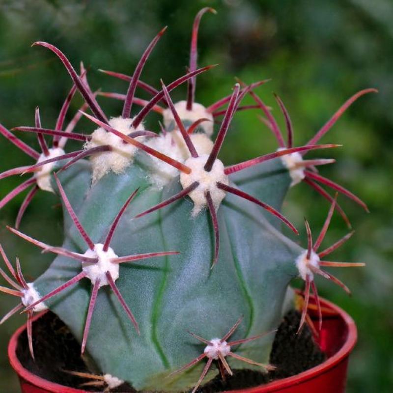 Ferocactus 5L 