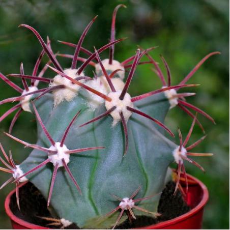Ferocactus 5L 