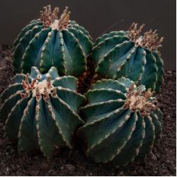 Ferocactus 5L 