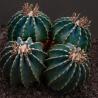Ferocactus 5L 