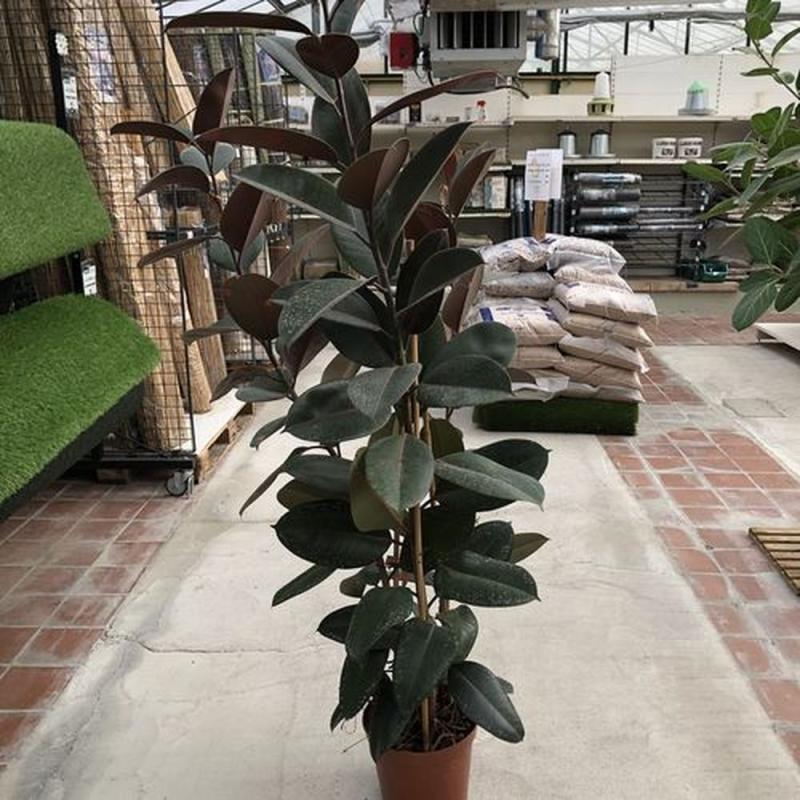Ficus Lirata C26