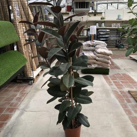 Ficus Lirata C26