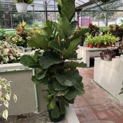 Ficus Lirata C26