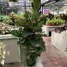 Ficus Lirata C26
