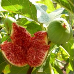 Figuier Goutte d'or 10L