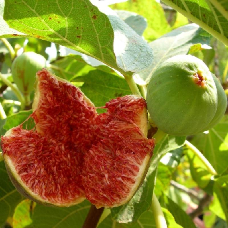 Figuier Goutte d'or 10L