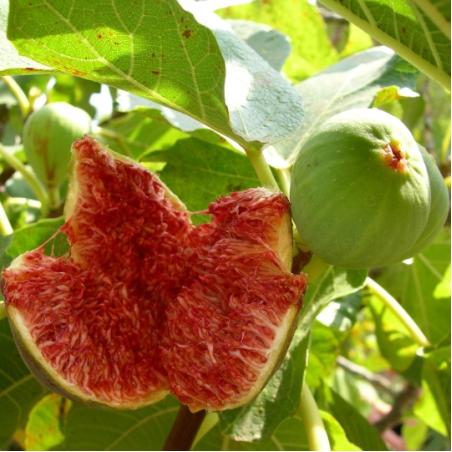 Figuier Goutte d'or 10L