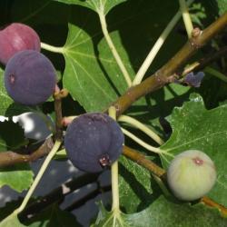 Figuier Noire de Barbetane 10L