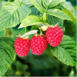 Framboisier Heritage 2L