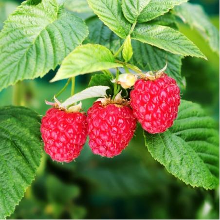 Framboisier Heritage 2L