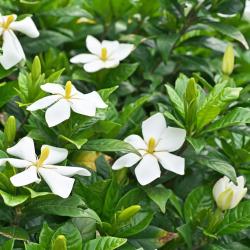 Gardenia Jasminoide C20