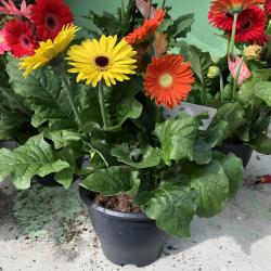 Gerbera 3L